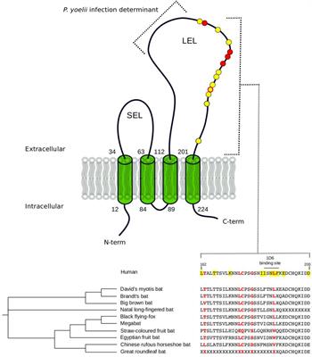 Frontiers | Evolutionary Analysis Provides Insight Into The Origin And ...